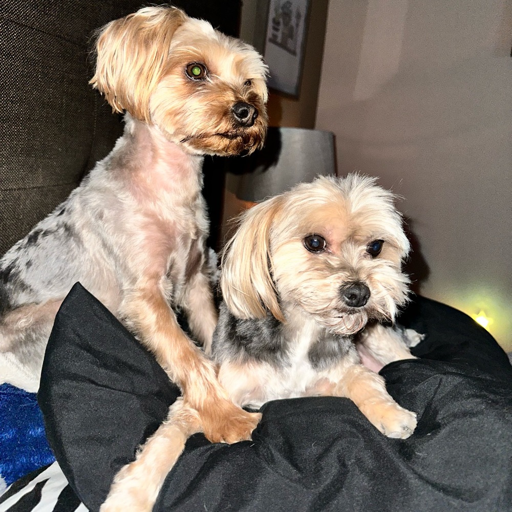 Meet your Posher, Amy